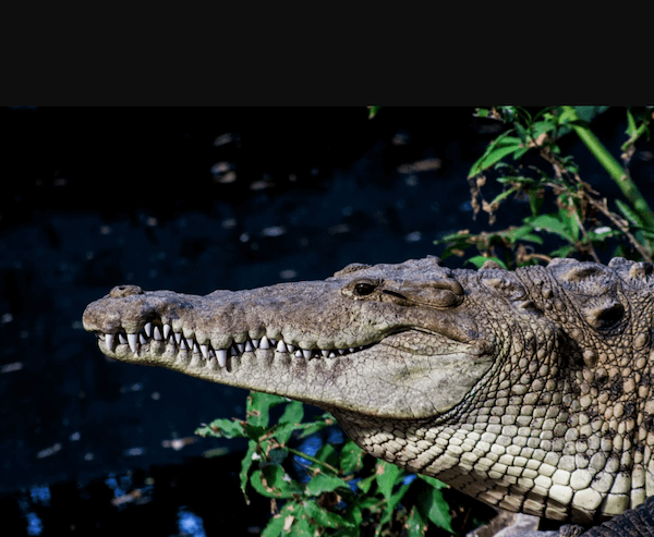 cocodrilos, pariente vivo más cercano a los dinosaurios