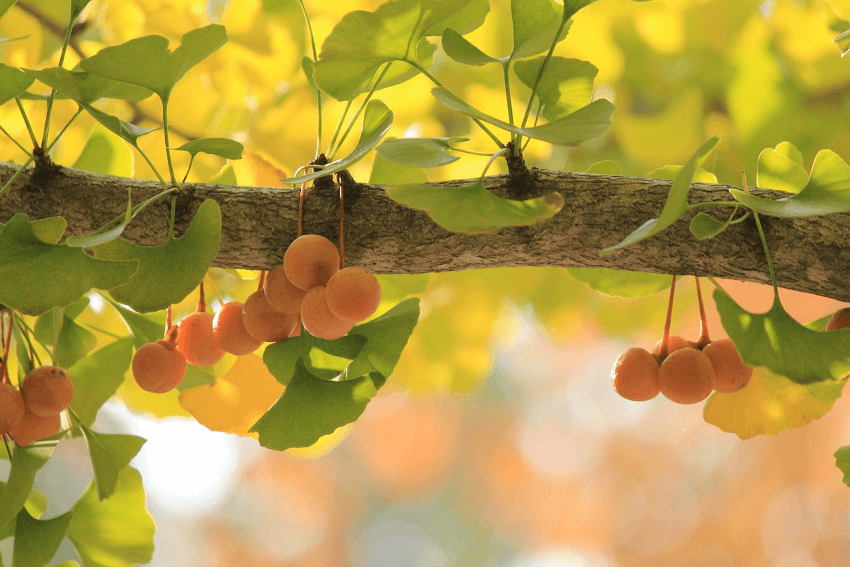 semillas ginkgo biloba