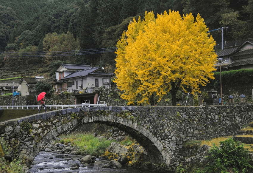 arboles de ginkgo